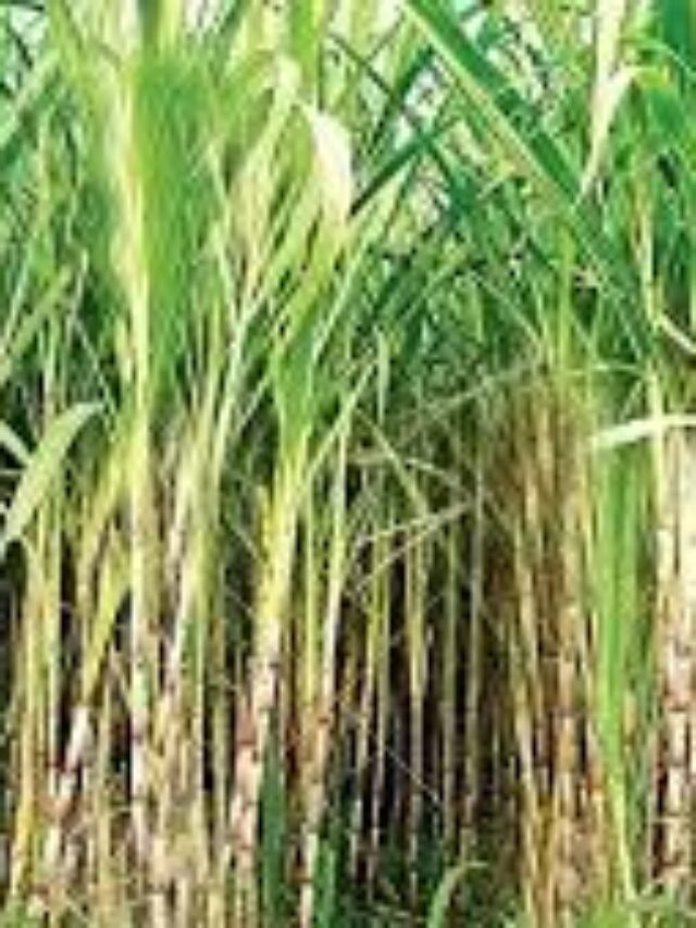 UP Sugarcane Price: यूपी के किसानों के लिए अच्छी खबर, गन्ना मूल्य हुआ निर्धारित जल्द होने वाली है घोषणा फटाफट देखें